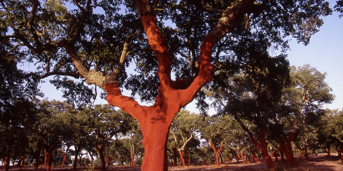 Cork Oak  Rainforest Alliance