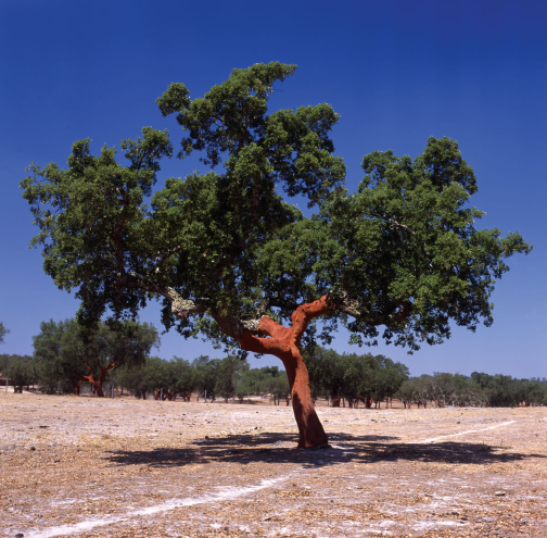 cork tree