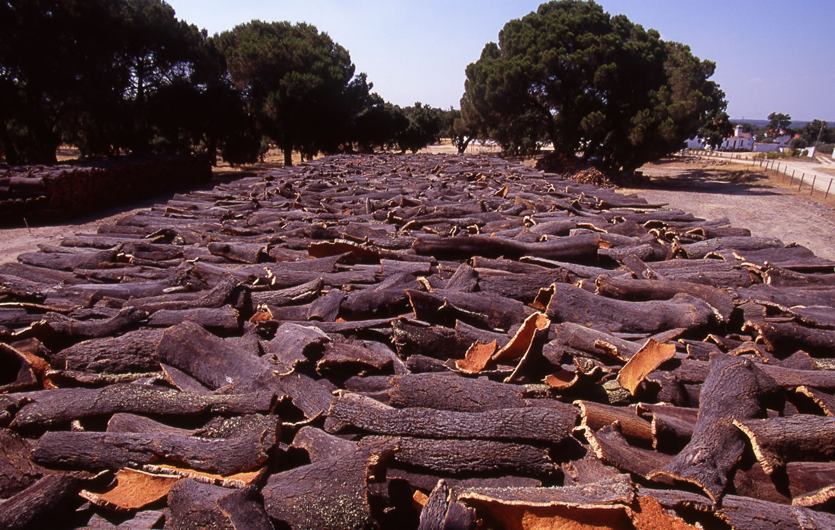 cork-bark